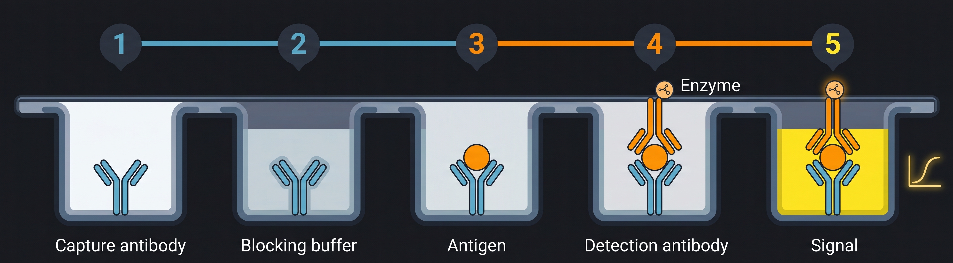Five steps to building a sandwich ELISA: capture antibody, blocking buffer, antigen, detection antibody with enzyme, signal