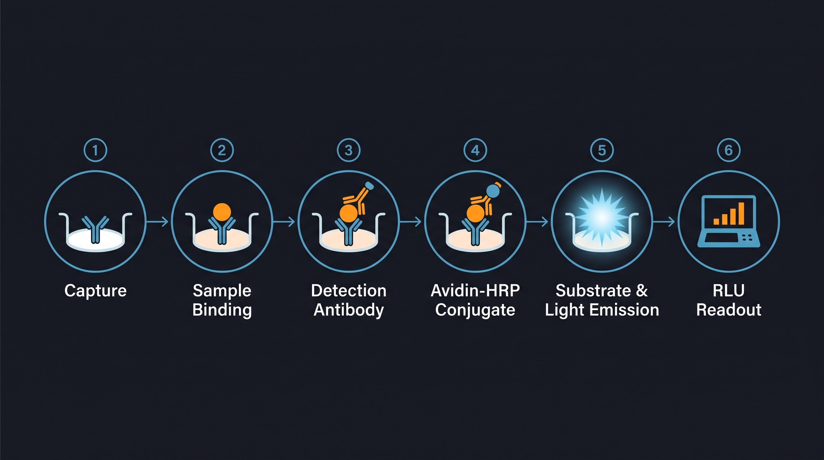Six steps of a sandwich CLIA immunoassay: capture antibody coating, sample binding, biotinylated detection antibody, Avidin-HRP conjugate, chemiluminescent substrate, RLU readout