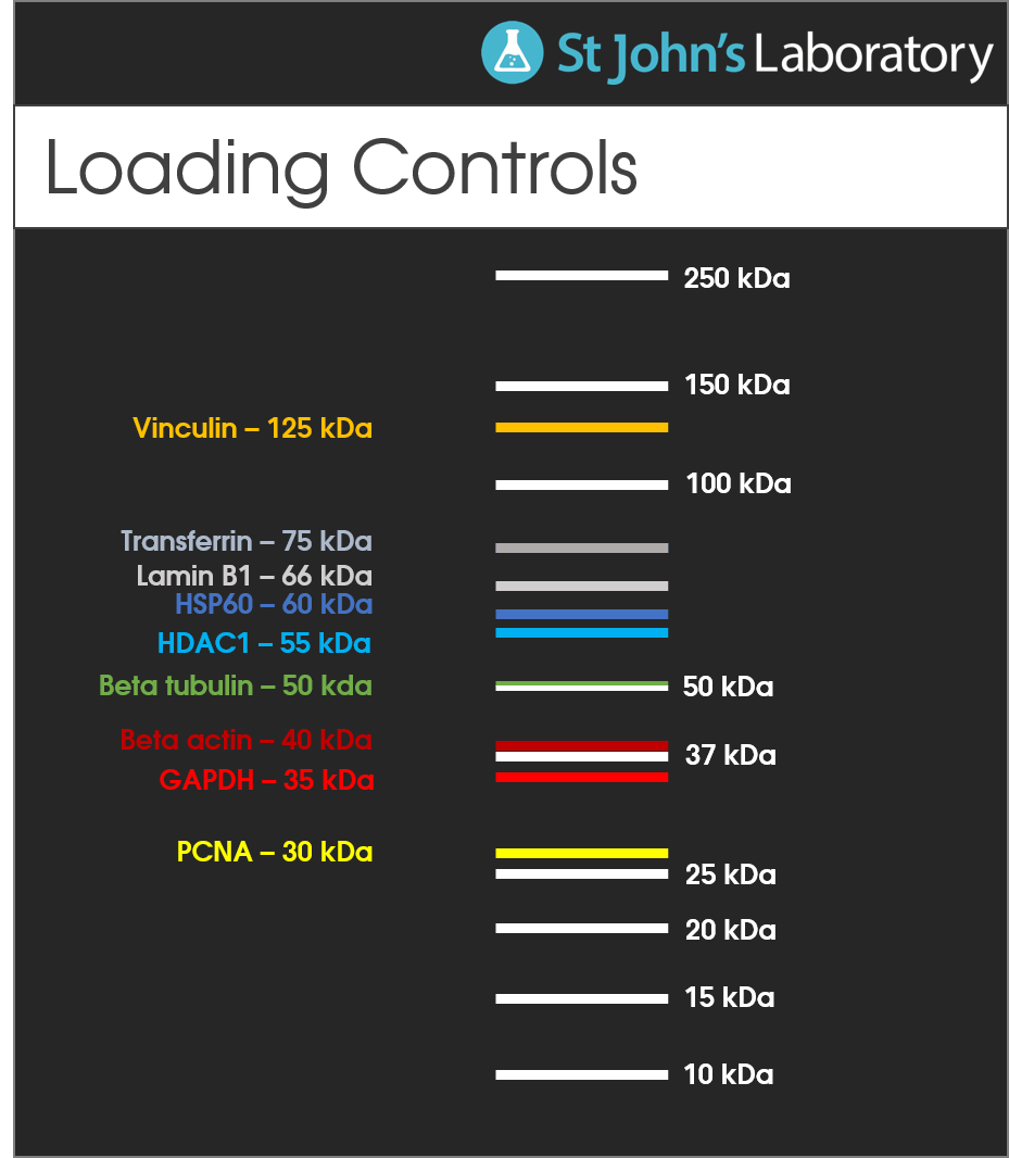 loading control antibodies like ACTB, GAPDH, PCNA and beta tubulin