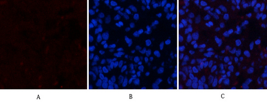Anti-Phospho-ERK 1/2-Thr202/Y204 (Rabbit Polyclonal) for IF, WB