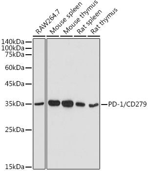 Anti-PD-1/CD279 rabbit polyclonal antibody - WB & ELISA