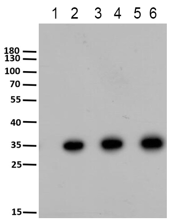 Anti-Flag-Tag (Mouse Monoclonal) for WB, ELISA, IP, IF & IP | Species ...
