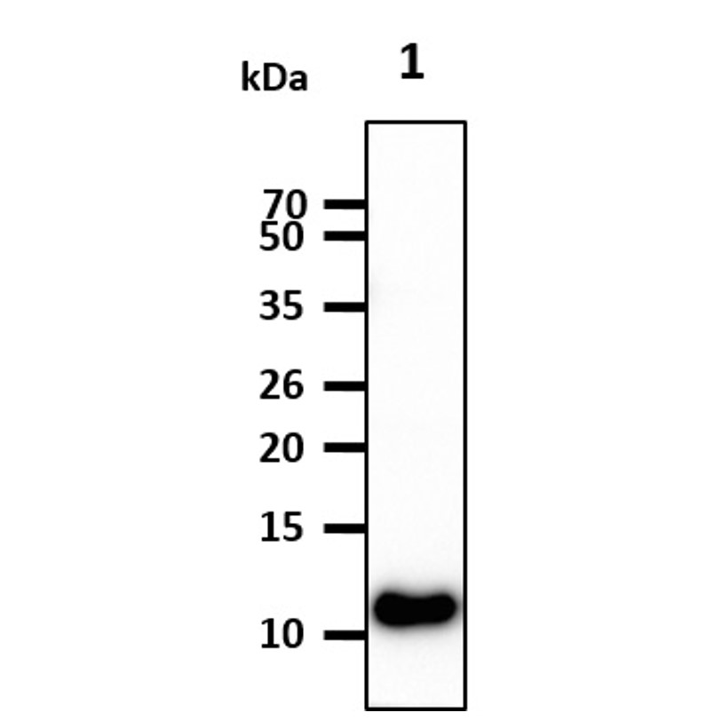 Anti-TLR7 (Mouse Monoclonal) for ELISA, WB & FACS | Human