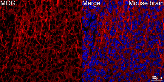 その他 mog Anti-MOG rabbit monoclonal antibody [S1MR] - WB, IF, ICC & ELISA