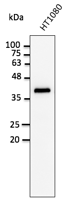 Anti-GAPDH antibody