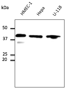 Anti-GAPDH antibody western blot STJ140038