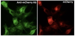 Anti-RFP antibody