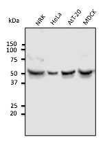 Anti-Alpha-Tubulin antibody western blot STJ140087