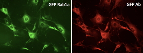 Anti-GFP antibody