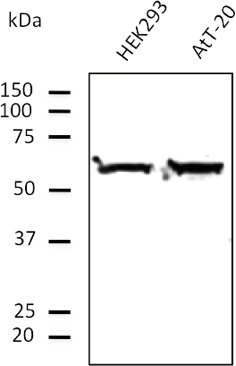 Anti-TUBA4A antibody