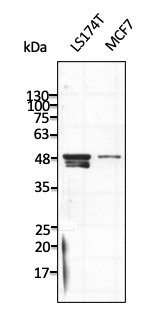 Anti-Beta-Tubulin antibody western blot STJ140156
