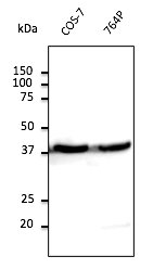 Anti-ACTB antibody
