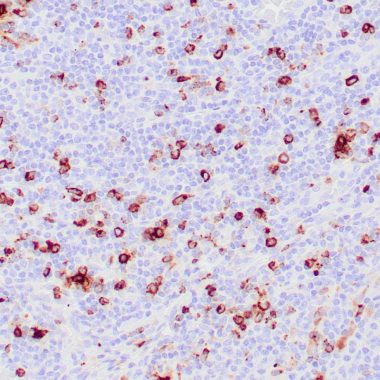 Anti-Recombinant-Granzyme B antibody IHC human tonsil