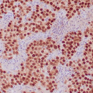 Anti-OCT-4 antibody | Rabbit Monoclonal [ZR364] | IHC-P