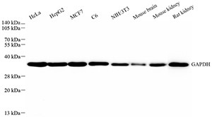 Anti-Recombinant-GAPDH antibody