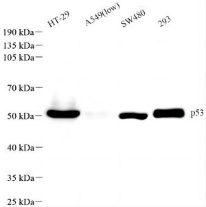 Anti-Recombinant-p53 antibody