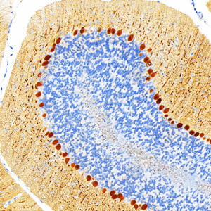 Anti-Recombinant-Calbindin antibody