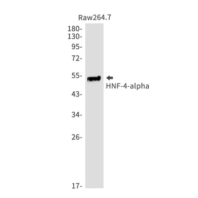 Anti-HNF 4 alpha (Rabbit Monoclonal) for WB, IHC-F, IHC-P, ICC & IF | Mouse