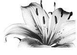Tiger Lily - Cling Mount