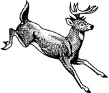 Emerald Creek Deer - Cling Mount