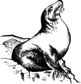 Emerald Creek Seal - Cling Mount