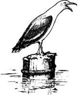 Emerald Creek Seagull - Cling Mount