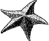Emerald Creek Starfish - Cling Mount