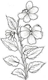 Pam Bray Designs Providence Florals - Blue Violet