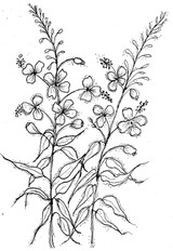 Providence Florals - Fireweed by Pam Bray