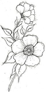 The Providence Florals - Wild Rose by Pam Bray