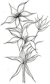 Providence Floral - Prairie Lily by Pam Bray