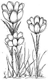 Providence Florals - Prairie Crocus by Pam Bray