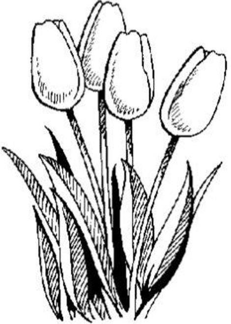 Tulips - Cling Mount