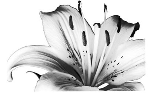 Tiger Lily - Cling Mount