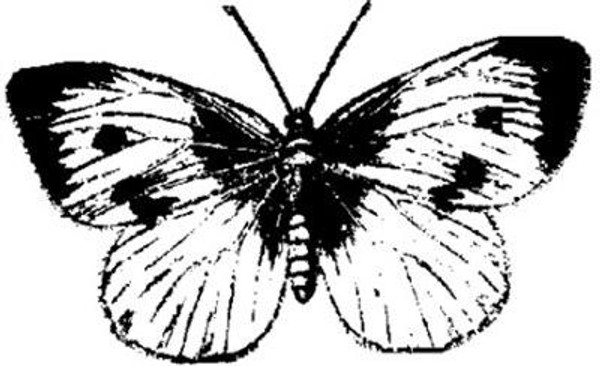 Emerald Creek Large Butterfly - Cling Mount