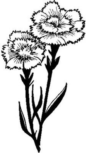 Emerald Creek Carnations - Cling Mount