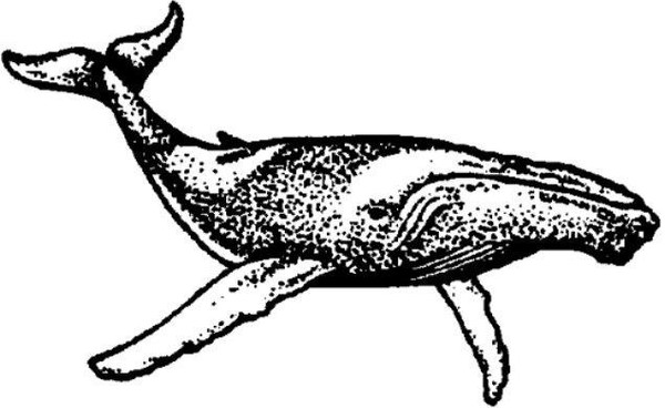 Emerald Creek Humpback - Cling Mount