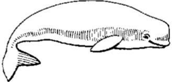 Emerald Creek Beluga Whale - Cling Mount