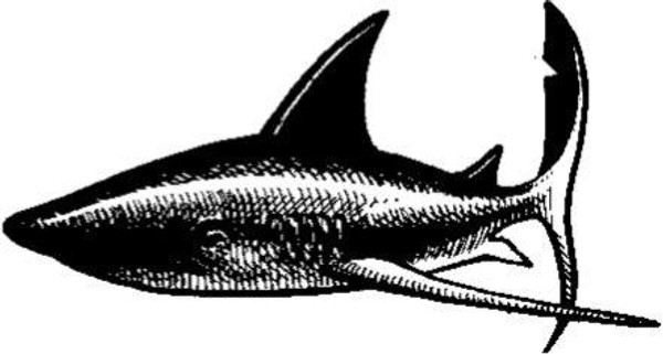 Emerald Creek Shark - Cling Mount