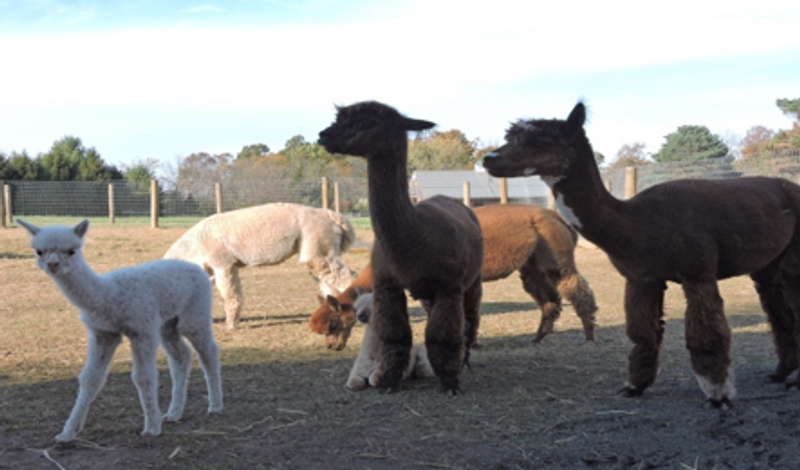 WHY CHOOSE ALPACA YARN PRODUCTS?