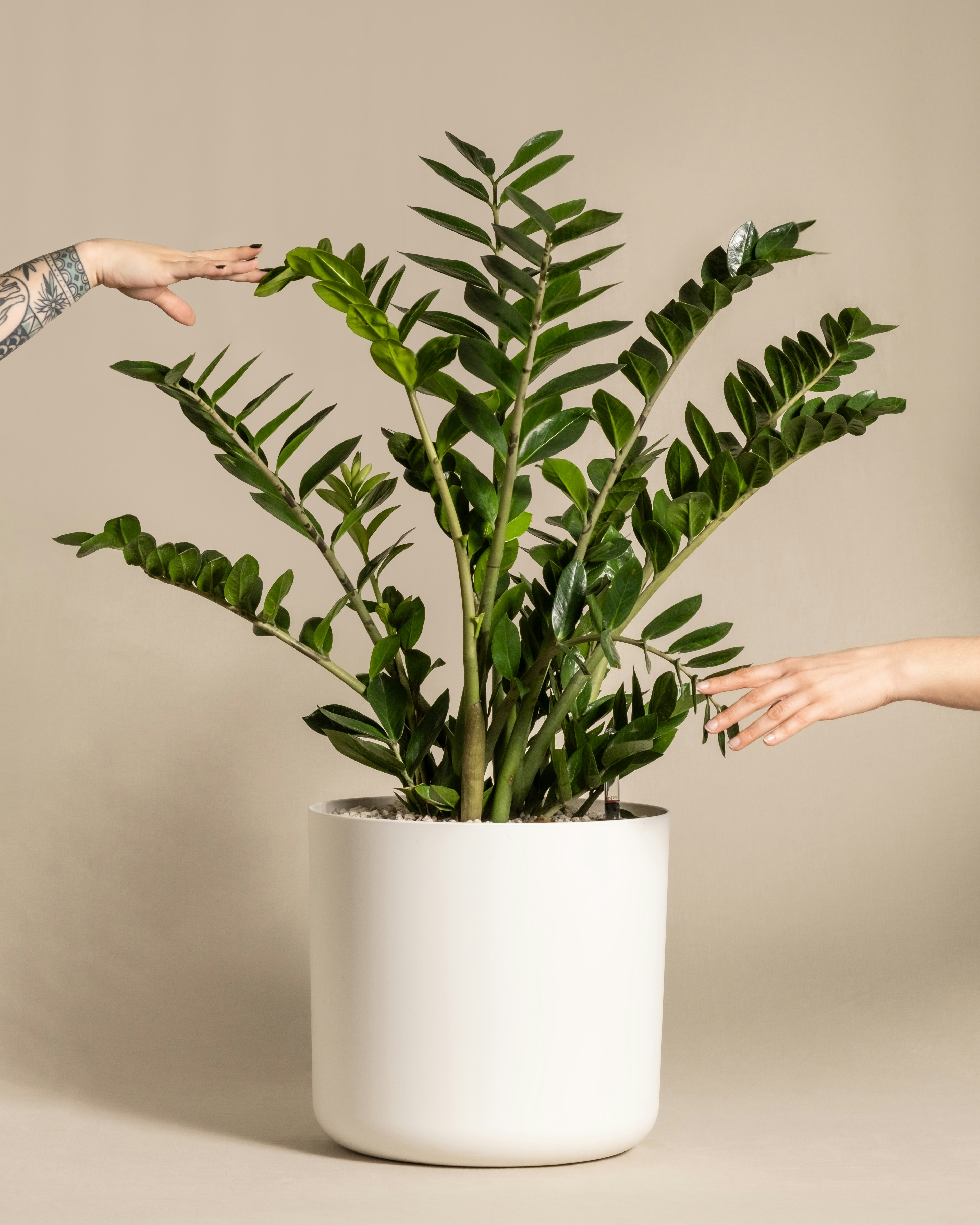 plants 