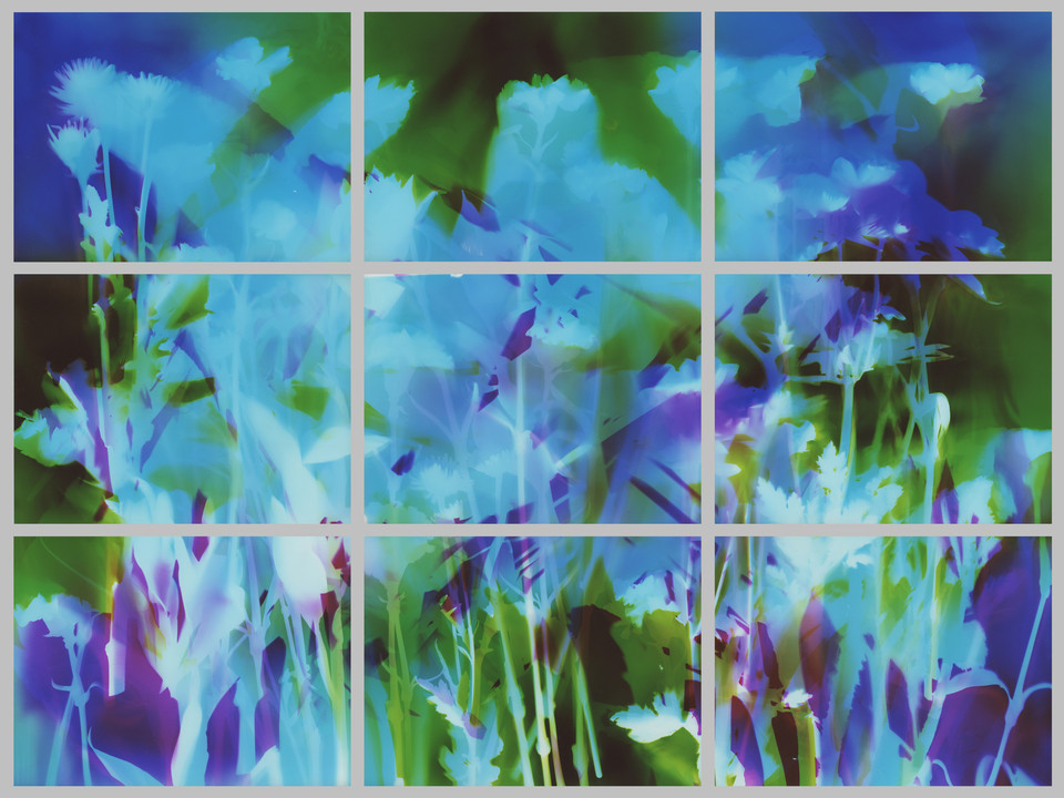 Garden in 9frames Made and Curated