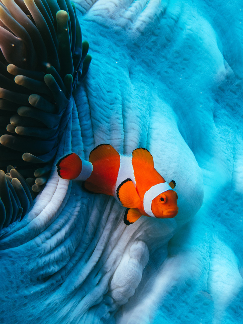 clown fish live wallpaper