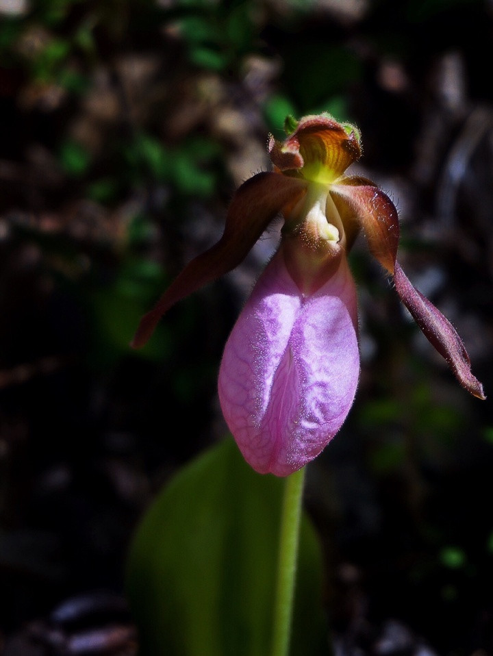 Discover more than 136 lady slipper plant poisonous latest kenmei.edu.vn