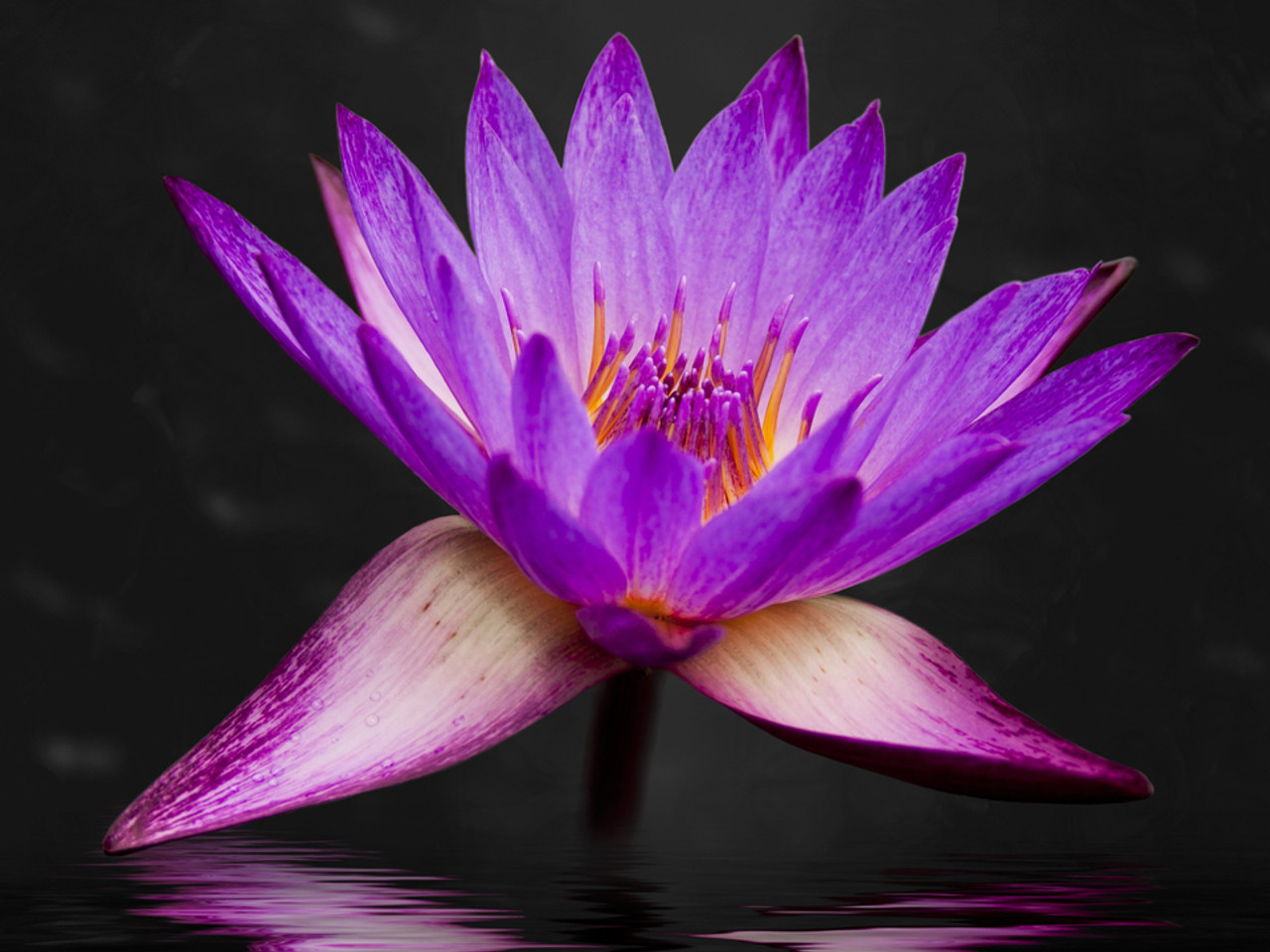 100+ Lotus Flower Pictures | Download Free Images on Unsplash