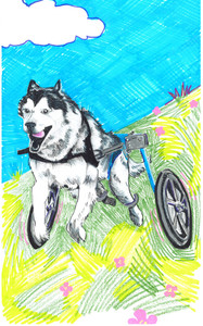 BCHN Miller Husky