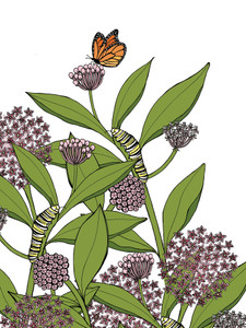Milkweed and Monarchs