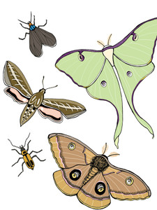 Pretty Pollinators