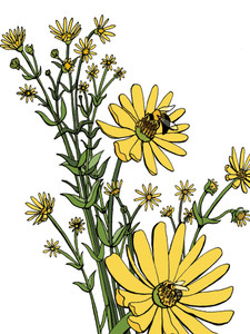Colorful Yellow Cup Plants with Bees
