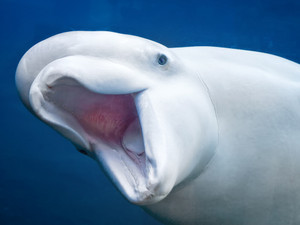 Beluga Whale Greeting 8084